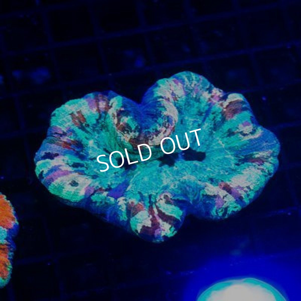 画像2: セレクト・LPS　ブレインコーラル No.10 (2)