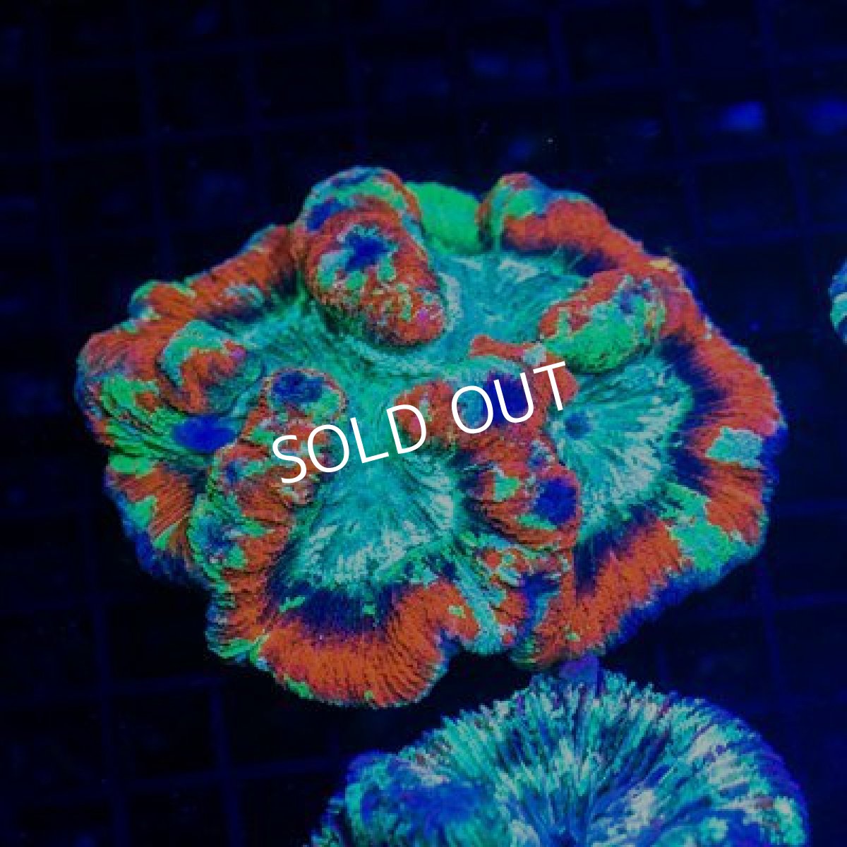 画像2: ■期間限定ポイント１０倍■セレクト・LPS　ブレインコーラル No.6 (2)