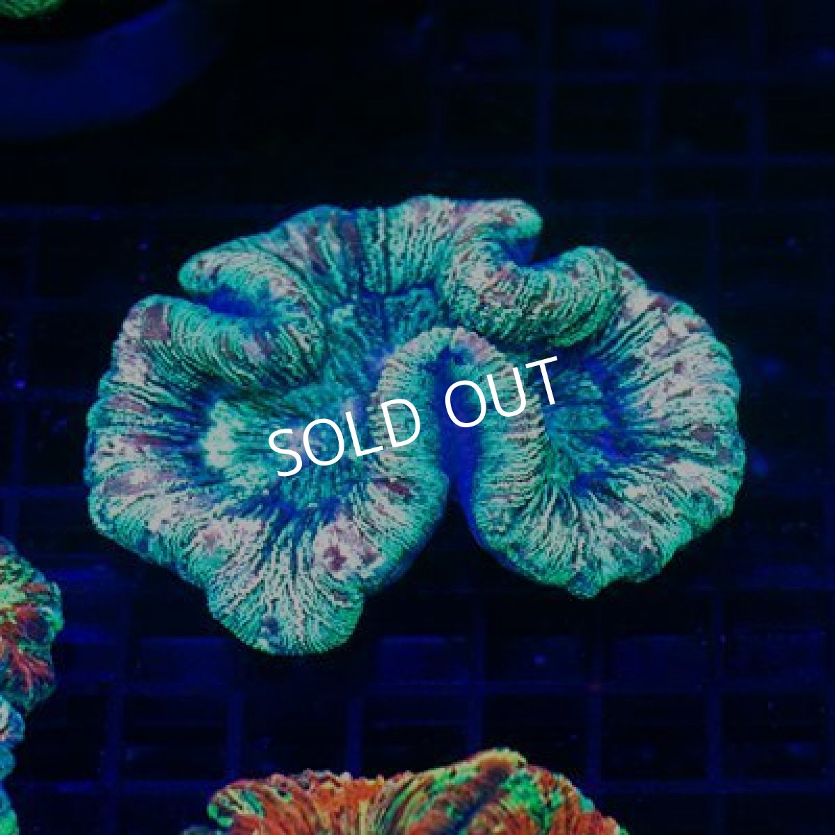 画像2: セレクト・LPS　ブレインコーラル No.12 (2)