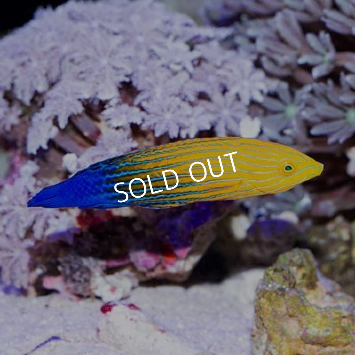 画像2: フェミニンラス（サウスシーズラス） (2)