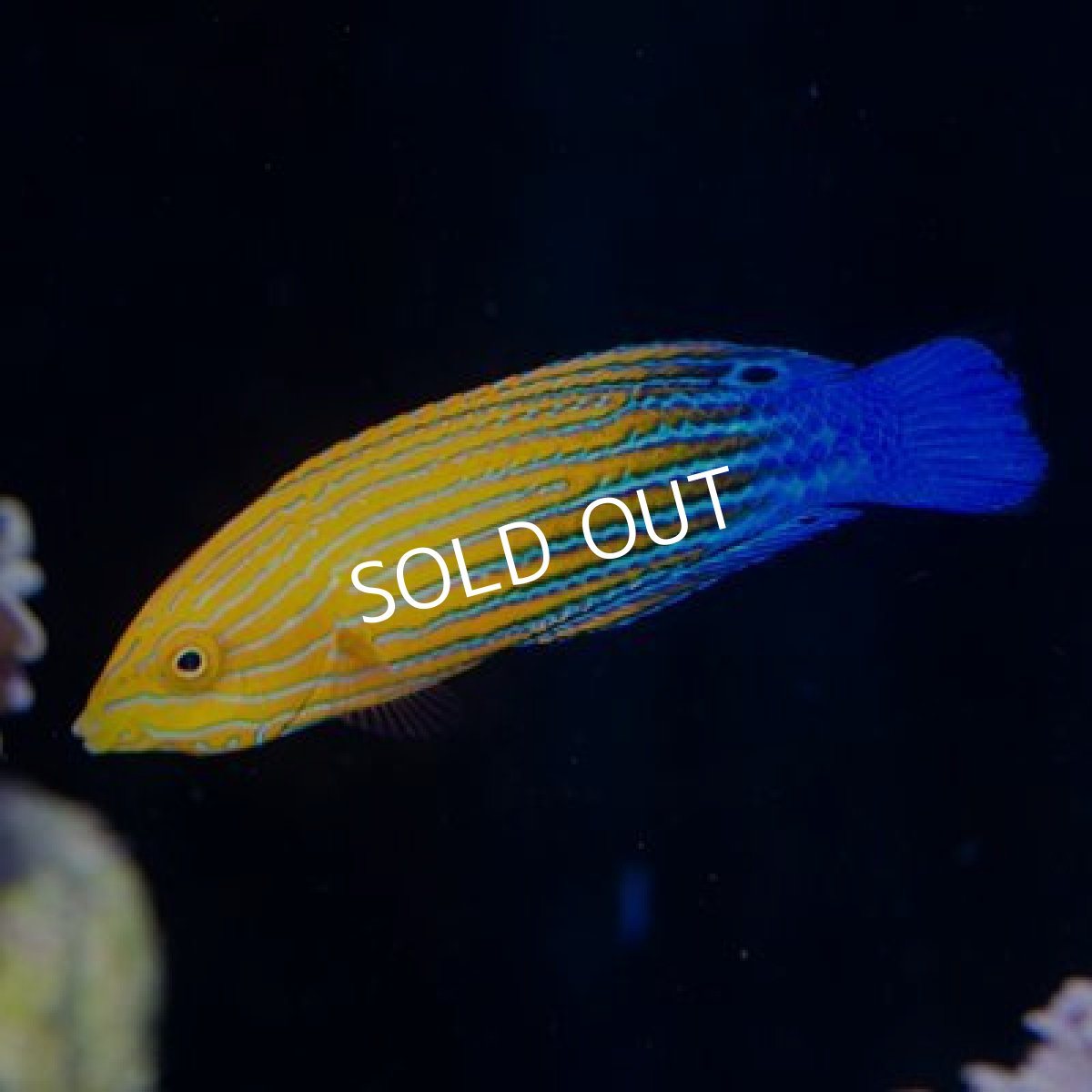 画像3: フェミニンラス（サウスシーズラス） (3)