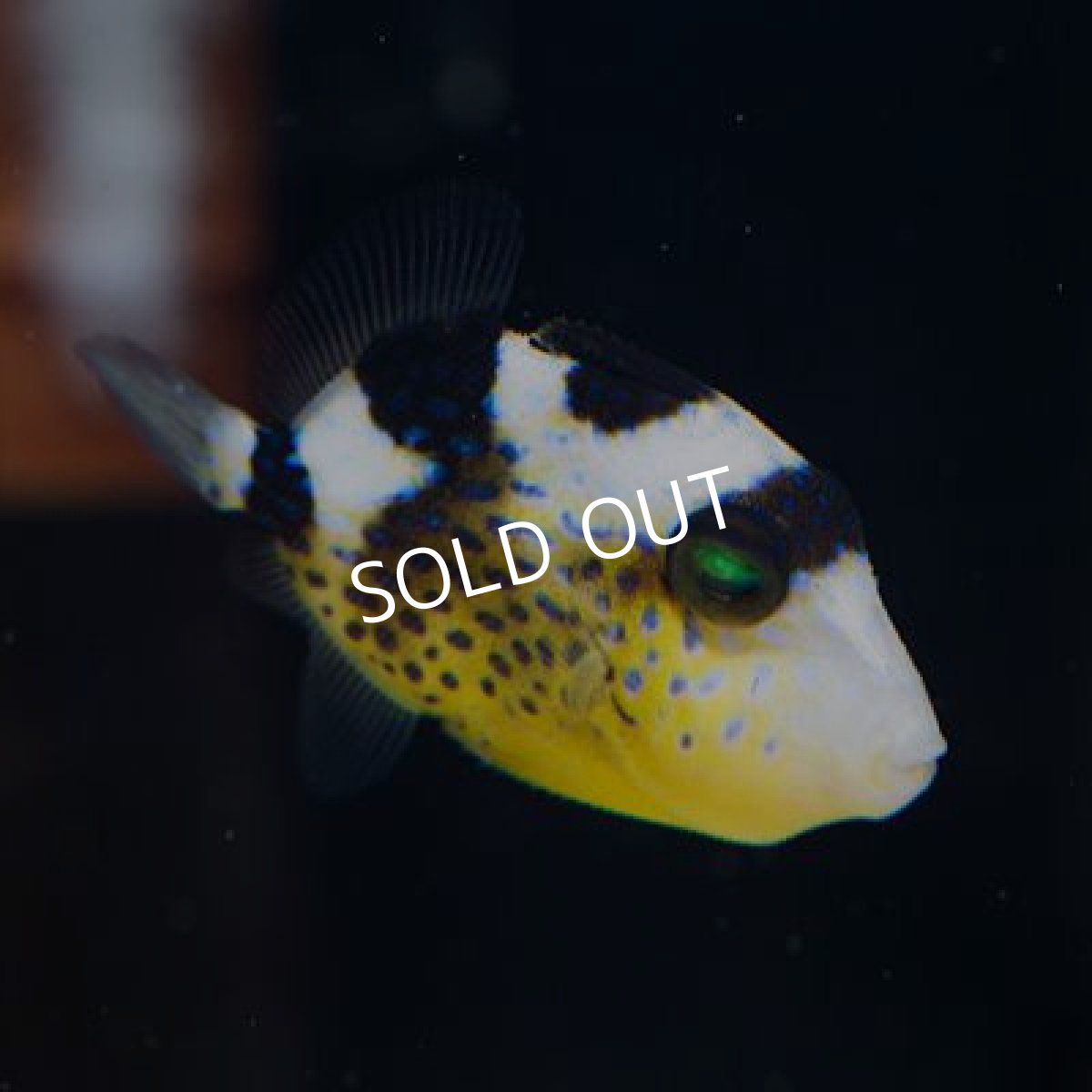 画像2: イソモンガラ　幼魚 (2)