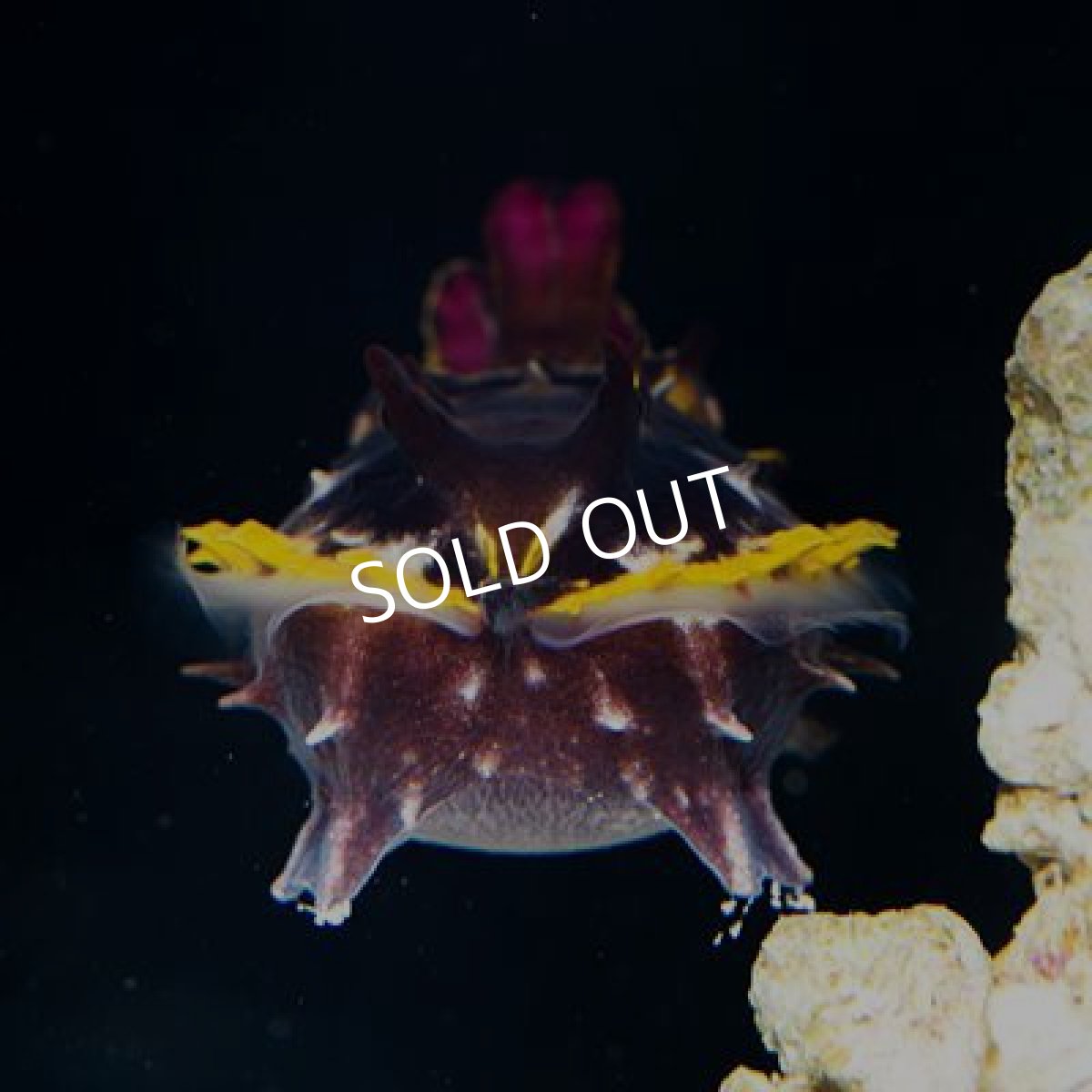 画像3: ハナイカ　CB（養殖個体） (3)