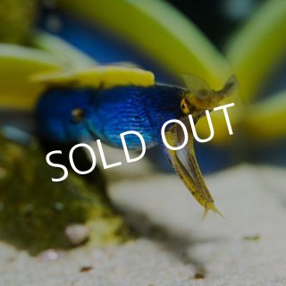 ウツボページ ゼブラウツボ - 海水魚専門店 ceppo onlinestore