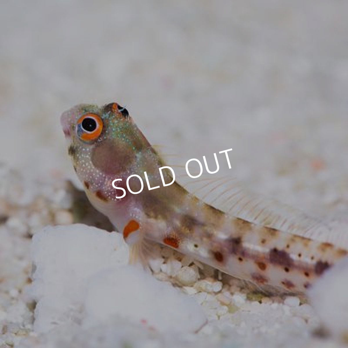 画像2: ■ＳＡＬＥ■　バーナクルブレニー No.1 (2)