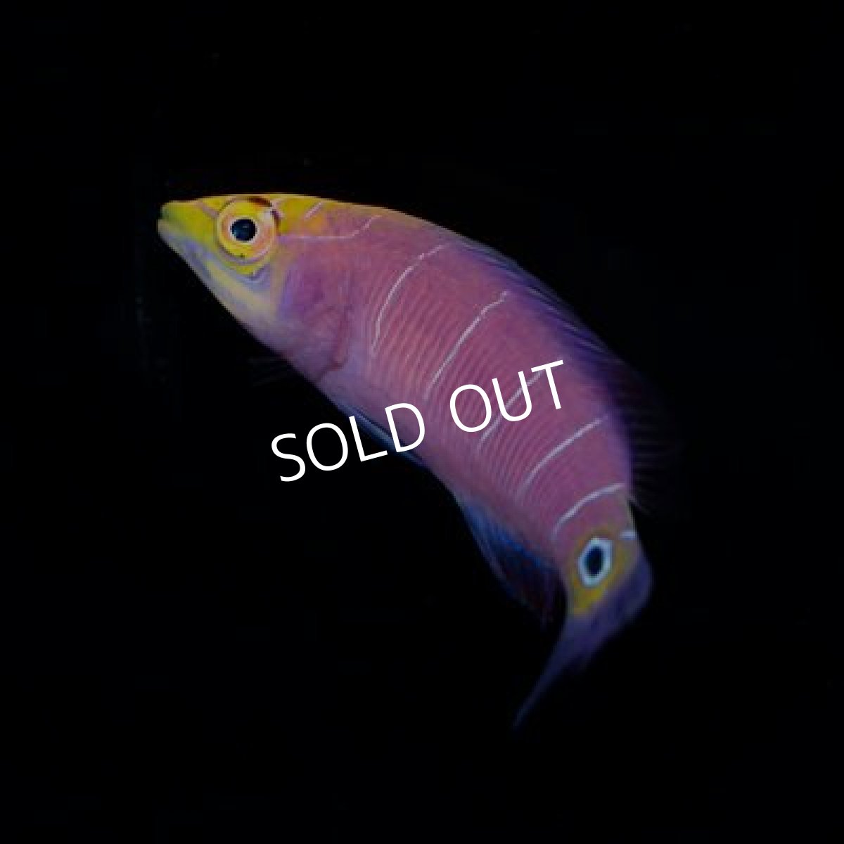 画像2: ■ＳＡＬＥ■　オセレイトラス (2)