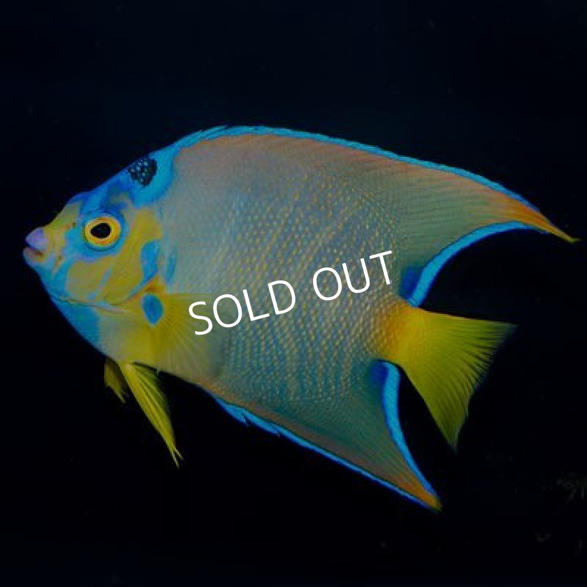 画像2: カリブ産　クイーンエンゼル　L (2)