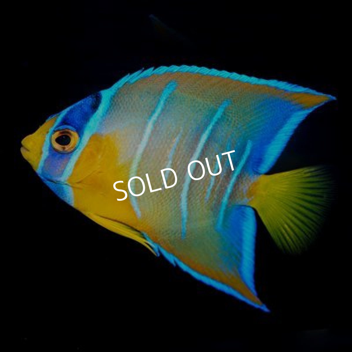 画像2: カリブ産　クイーンエンゼル　M (2)