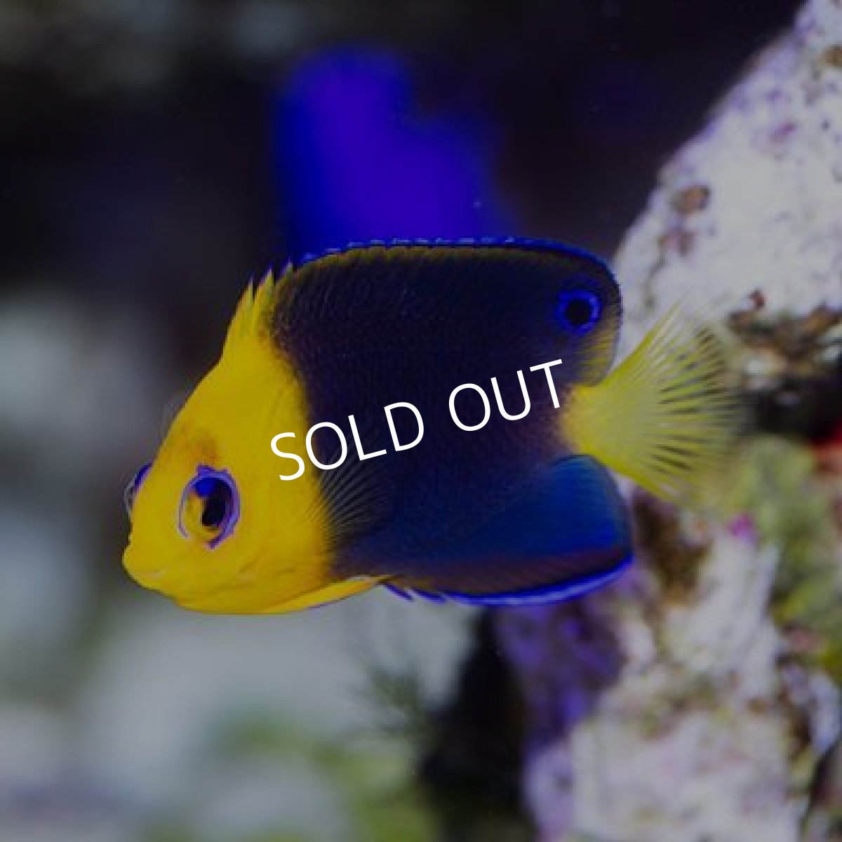 画像3: ■ＳＡＬＥ２０％ＯＦＦ■ココスピグミーエンゼル S (3)