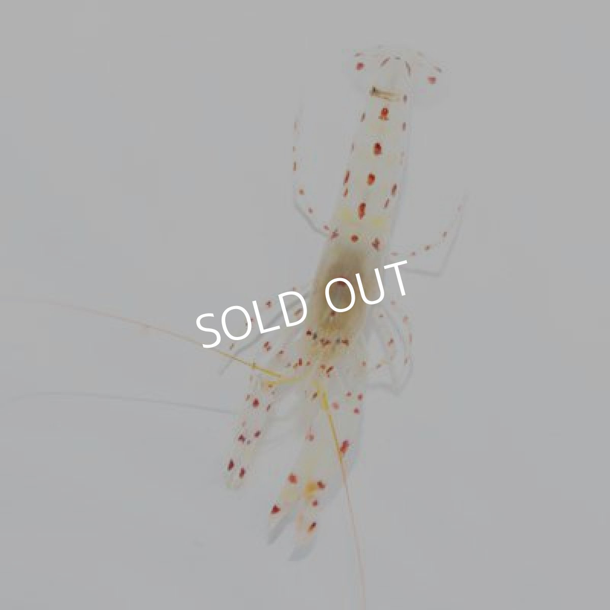 画像3: ■ＳＡＬＥ■　オドリハゼ＆ブドウテッポウエビ (3)