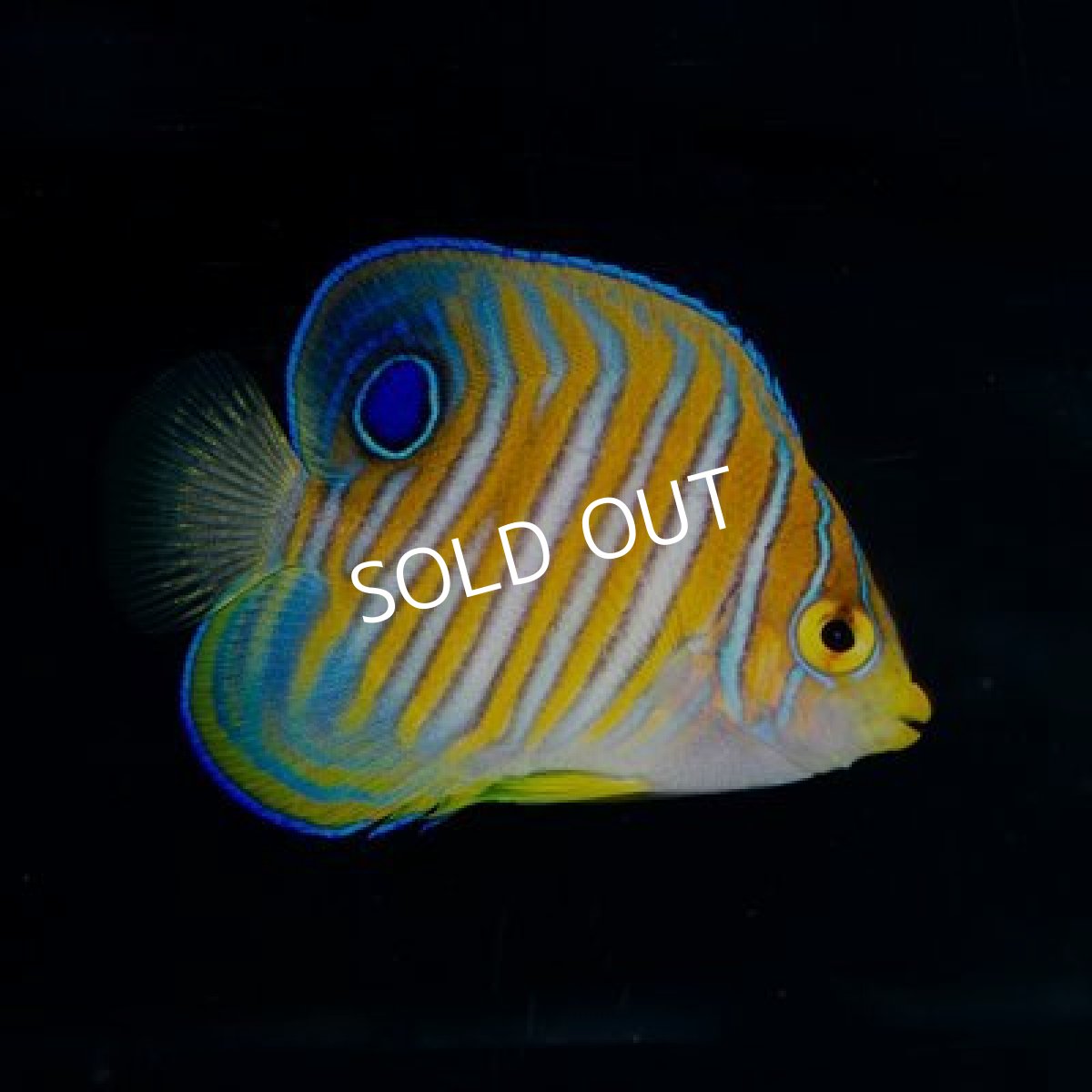 画像2: ■ＳＡＬＥ■　ニシキヤッコ S　八重山産 (2)