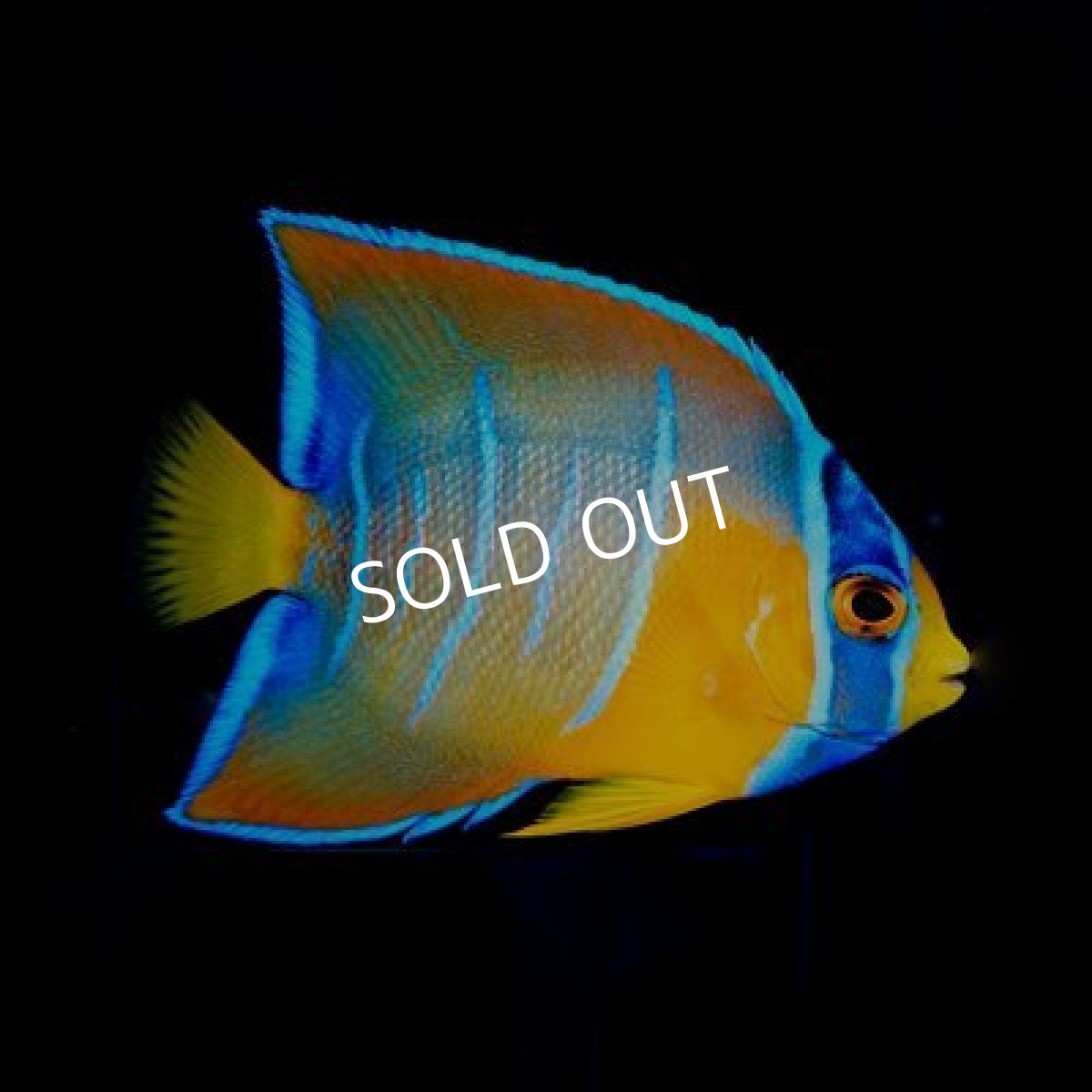 画像2: ■ＳＡＬＥ■　カリブ　クイーンエンゼル　SM No.1 (2)