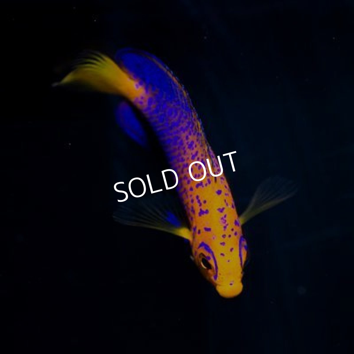 画像3: レンテンヤッコ ベビー (3)