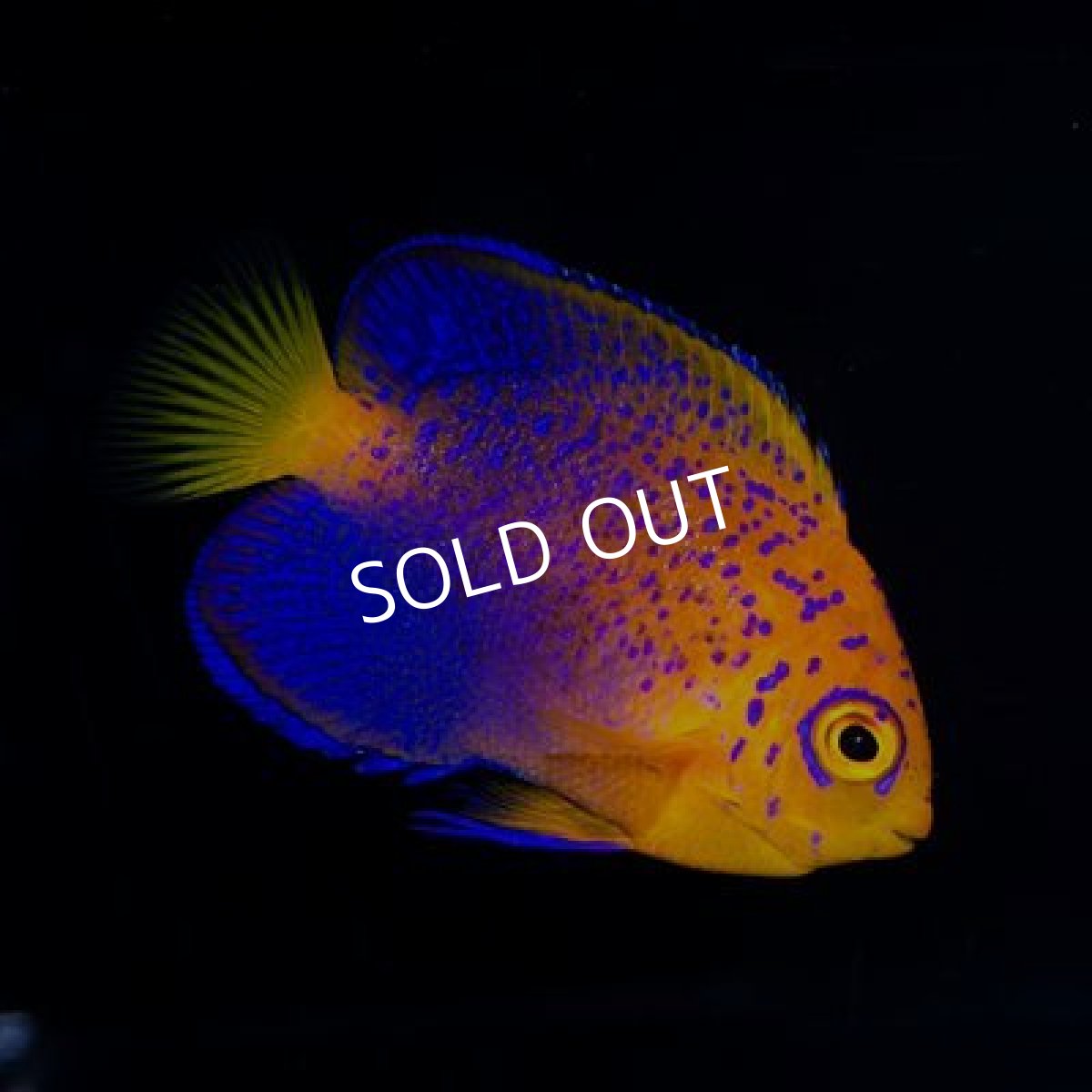 画像2: レンテンヤッコ ベビー (2)