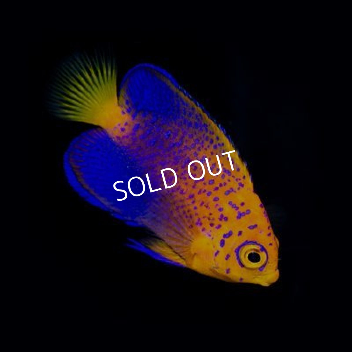 画像4: レンテンヤッコ ベビー (4)