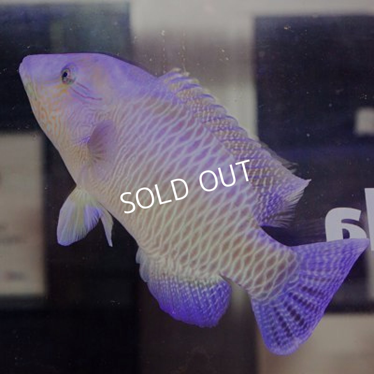 画像3: ■ＳＡＬＥ■　ナポレオンフィッシュ (3)