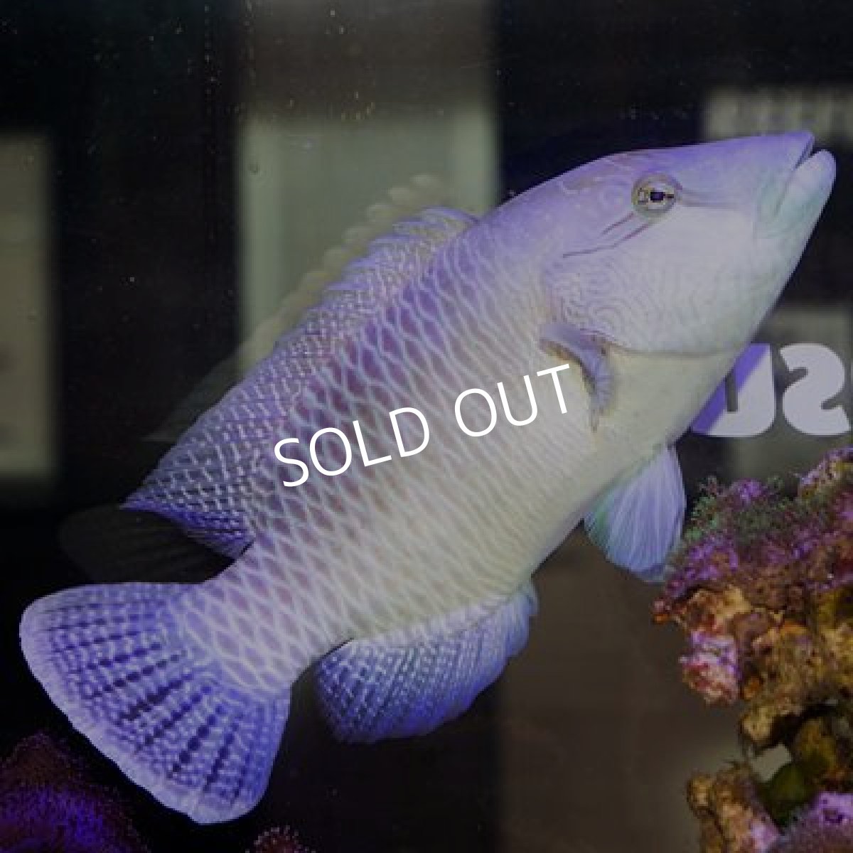 画像2: ■ＳＡＬＥ■　ナポレオンフィッシュ (2)