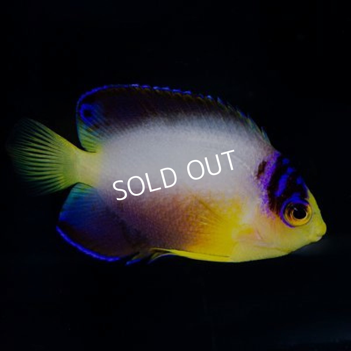 画像2: マルチカラーピグミーエンゼル (2)