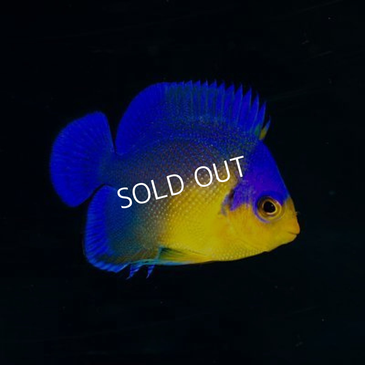 画像2: 八重山産 スミレヤッコ　S (2)