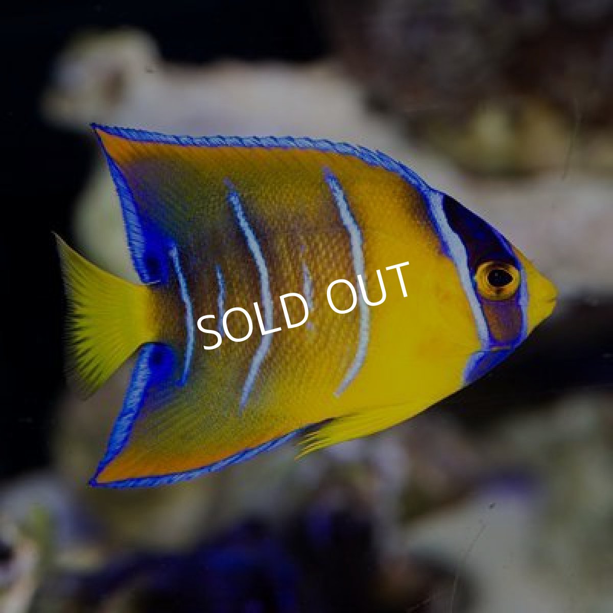 画像2: カリブ　クイーンエンゼル　SM (2)