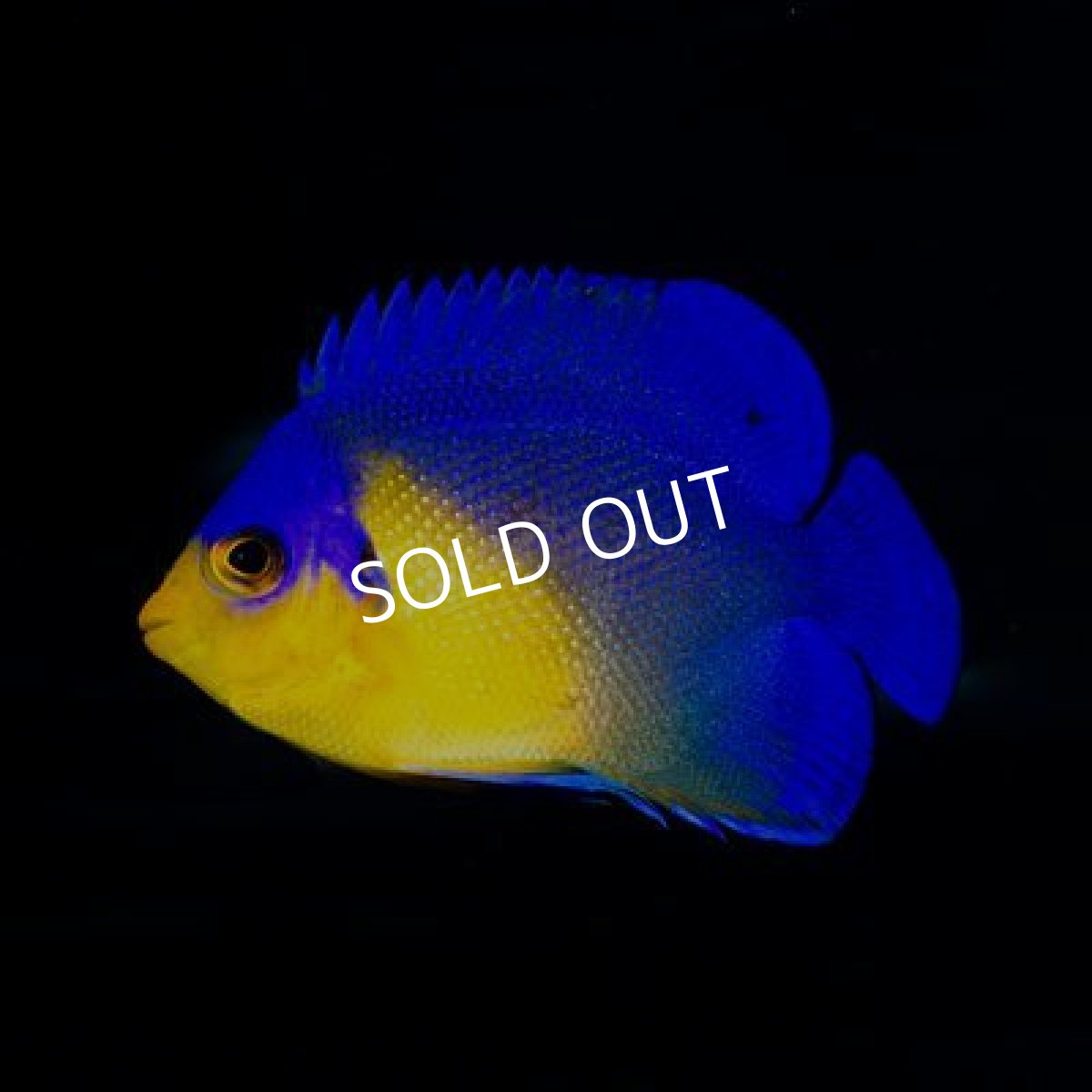 画像2: 八重山産 スミレヤッコ　SM　No.1 (2)