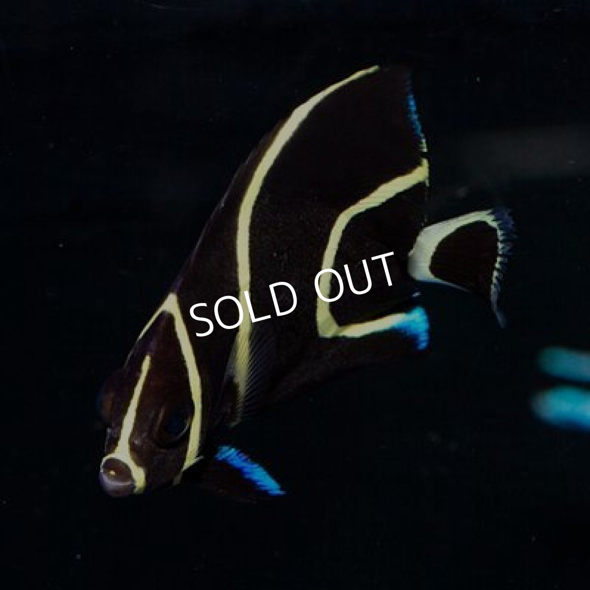 画像2: フレンチエンゼル SM カリブ (2)