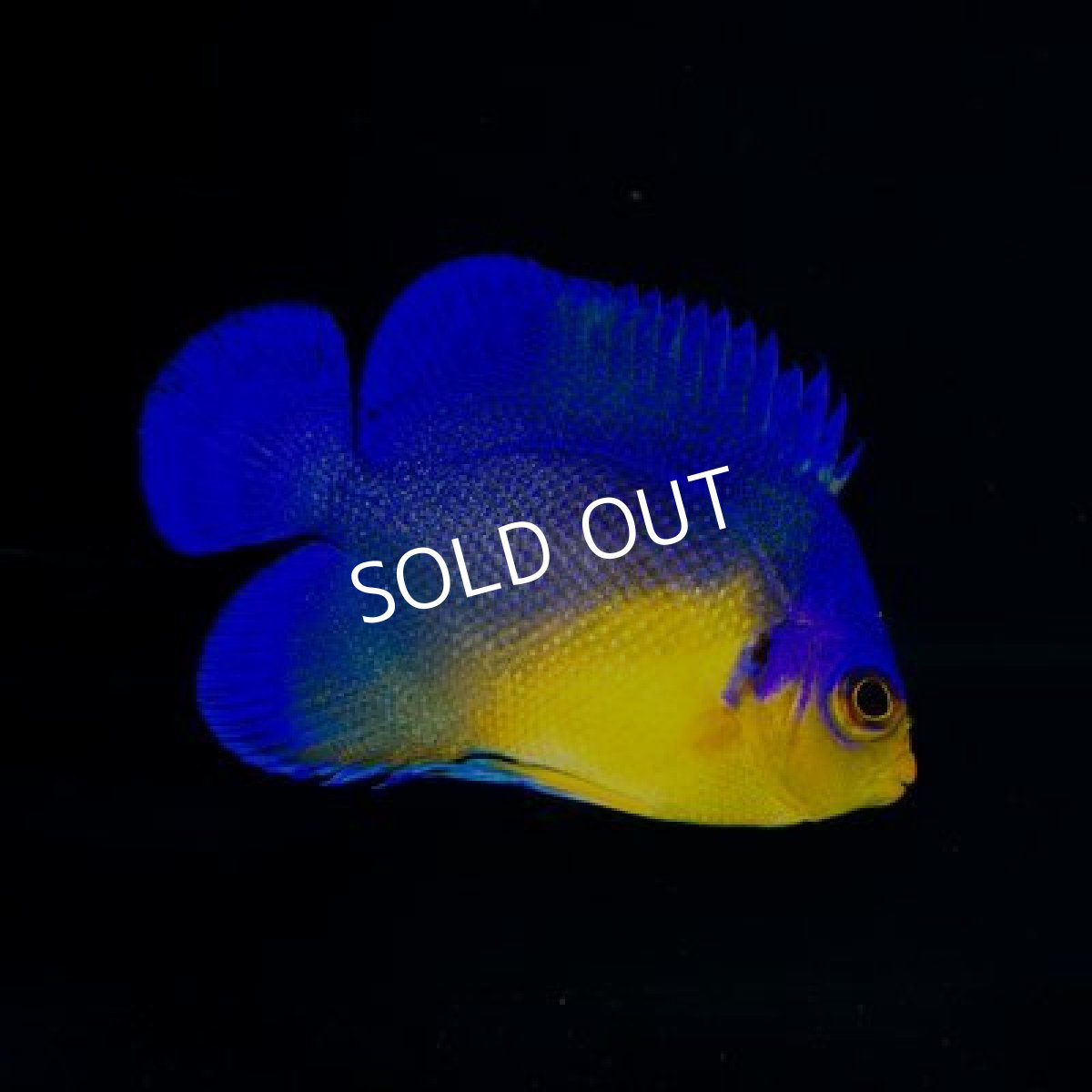 画像2: 八重山産 スミレヤッコ SM No.2 (2)