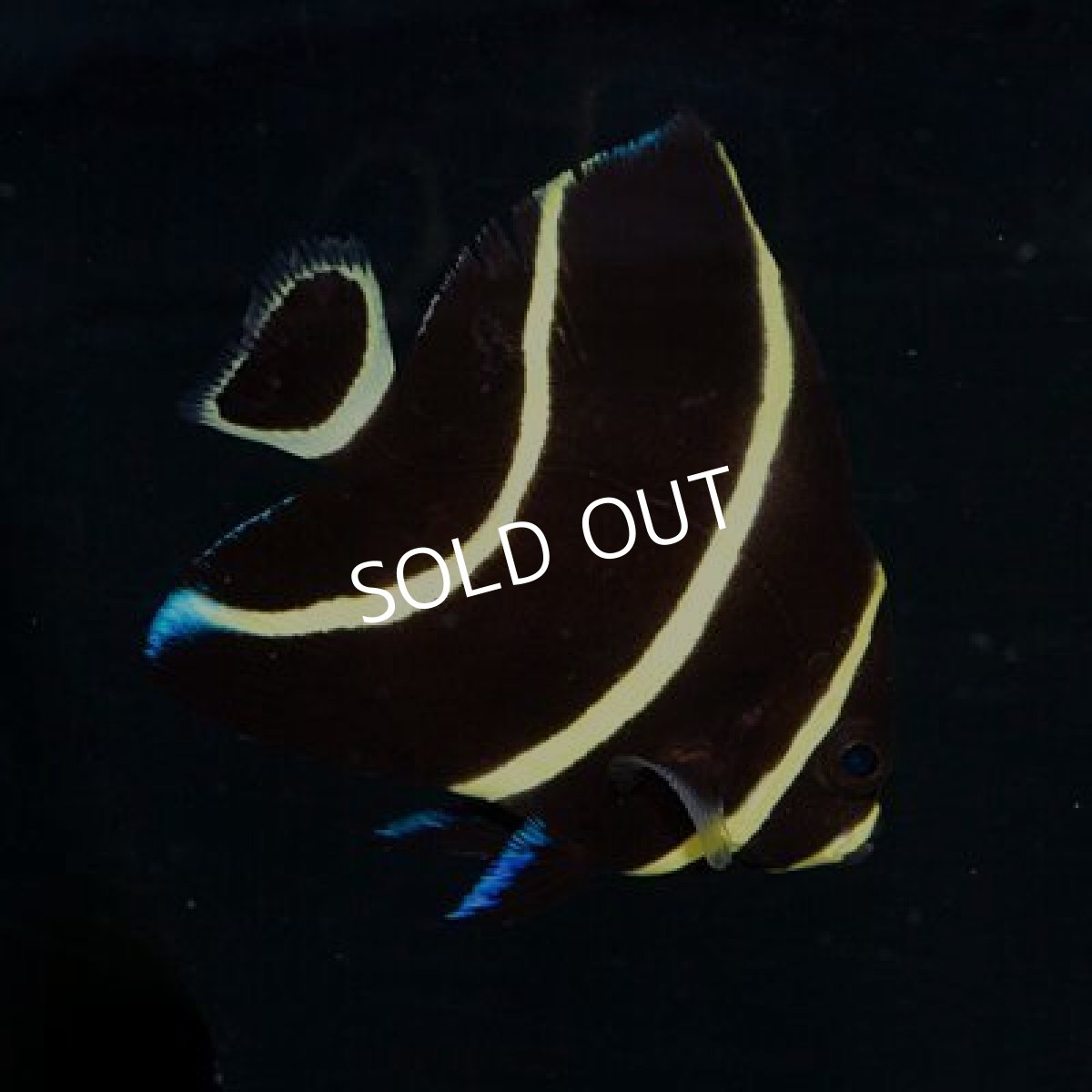 画像3: フレンチエンゼル SM カリブ (3)