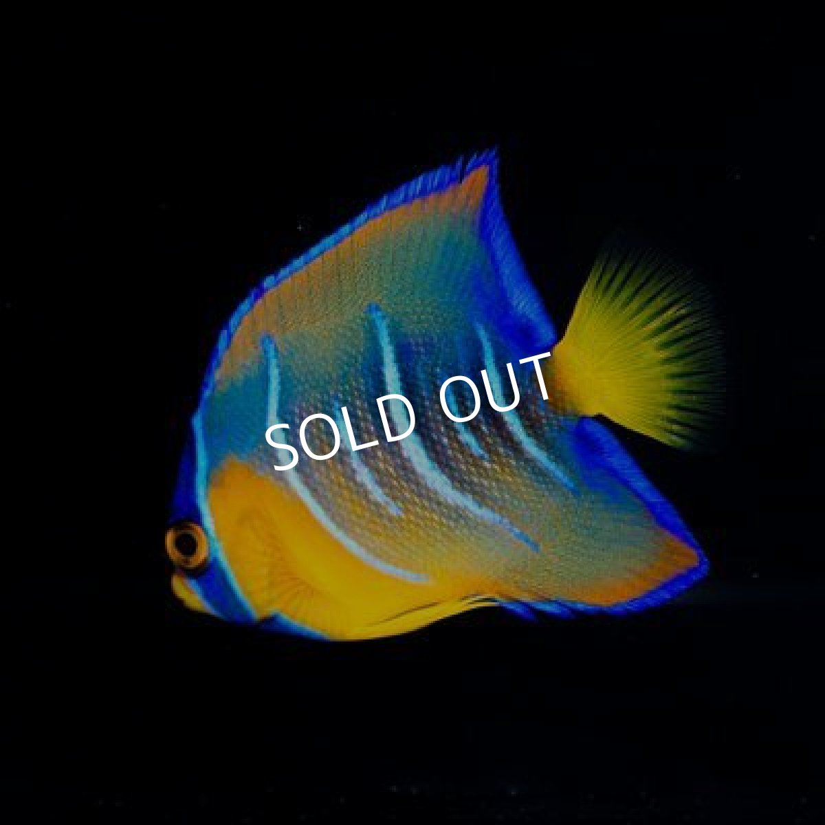 画像2: カリブ クイーンエンゼル SM No.2 (2)