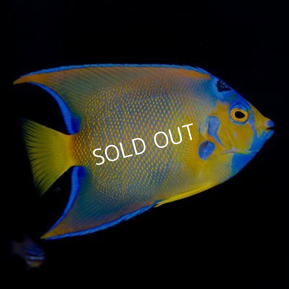 画像3: カリブ クイーンエンゼル M (3)