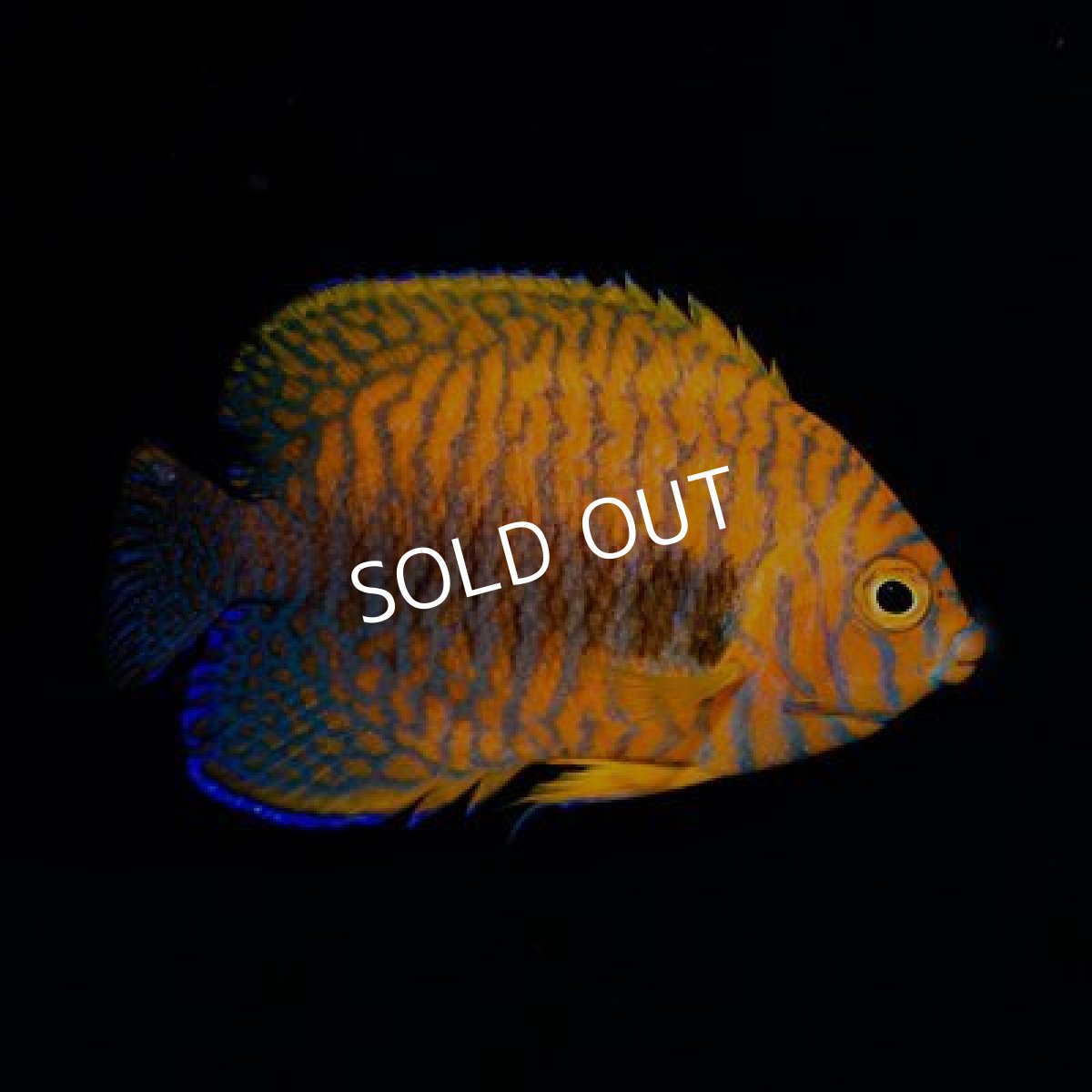 画像2: ポッターズピグミーエンゼル　ハワイ (2)