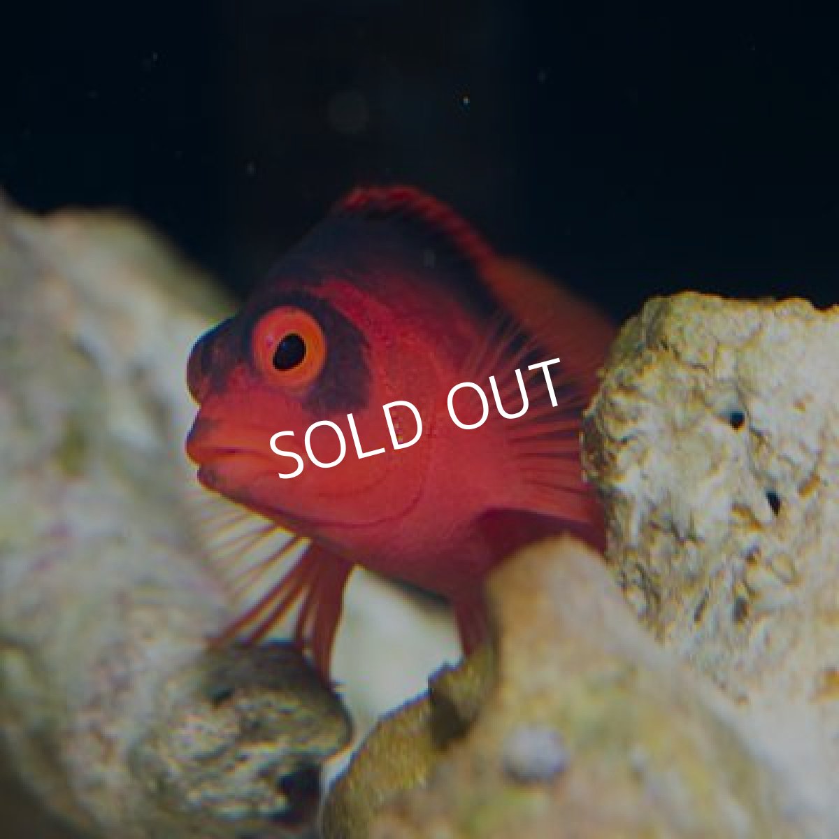 画像2: ベニゴンベ (2)