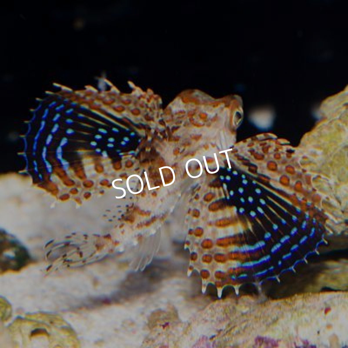 画像2: オキセミホウボウ インド洋 (2)