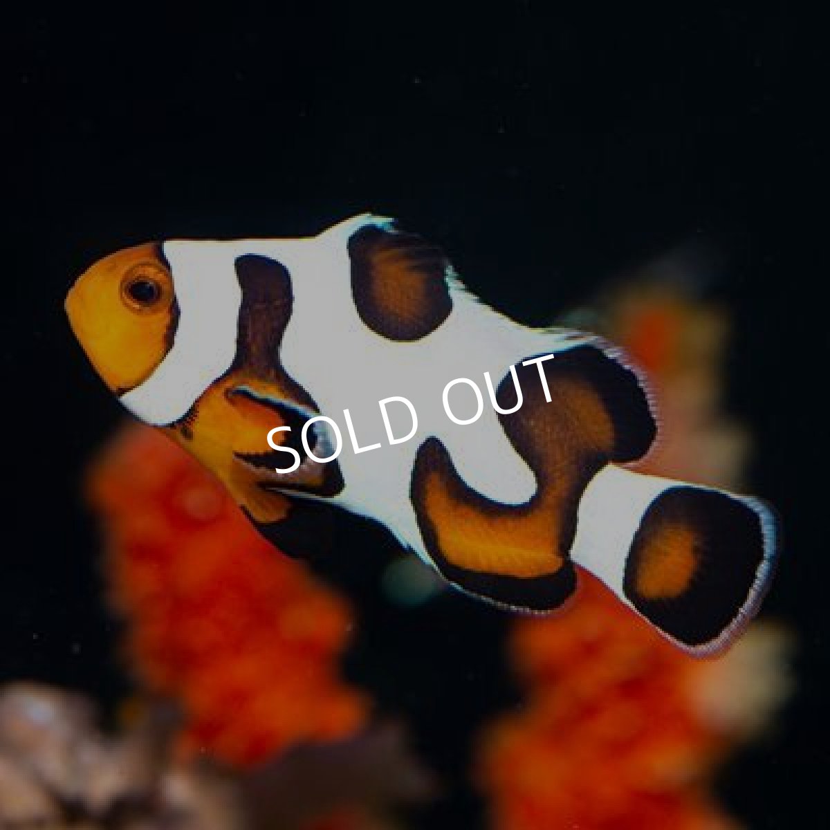 画像2: グラディエーター（プレミアム） ペア USA Proaquatix (2)