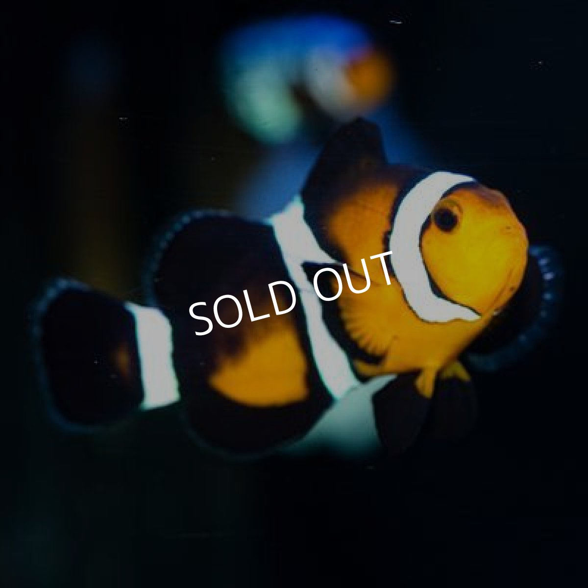 画像2: ■SALE20%OFF■フォトンオセラリス(プレミアム) USA Proaquatix (2)