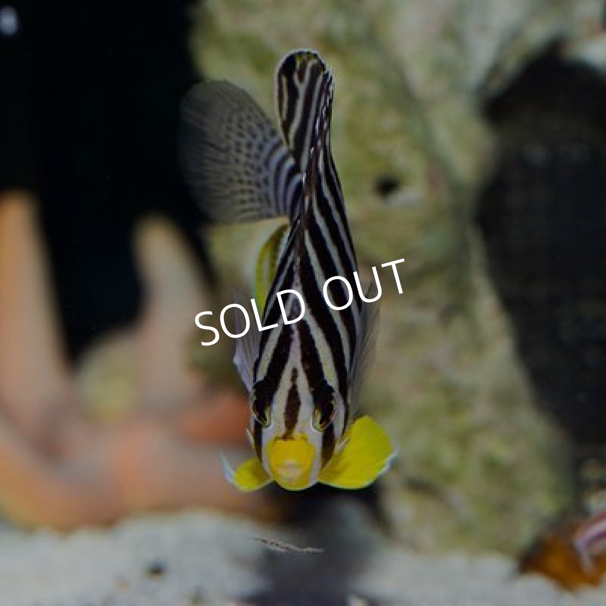 画像3: シマヤッコ M No.2 (3)