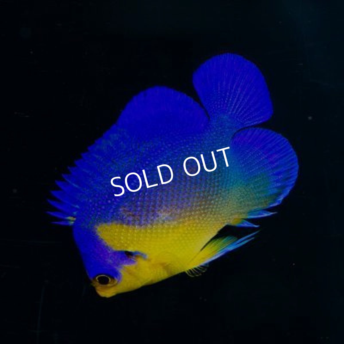 画像2: 八重山産 スミレヤッコ SM No.2 (2)