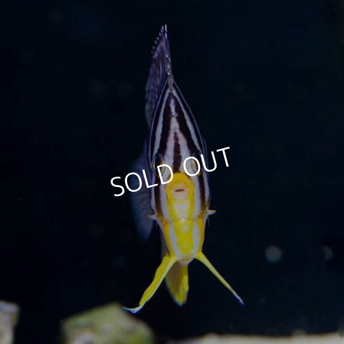 画像3: シマヤッコ M No.1 (3)