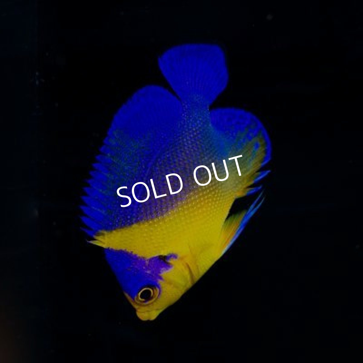 画像2: 八重山産 スミレヤッコ　SM　No.1 (2)