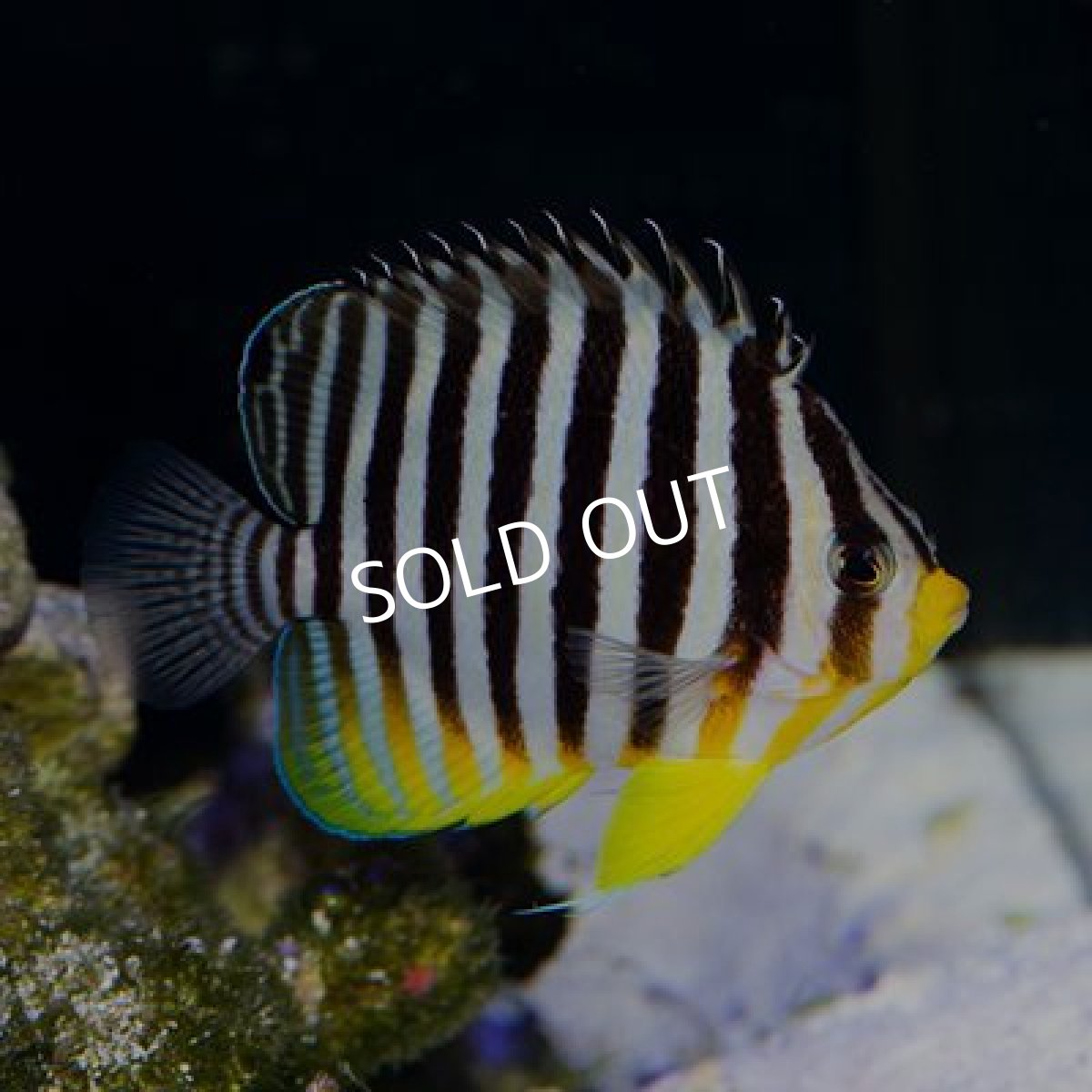 画像2: シマヤッコ M No.1 (2)