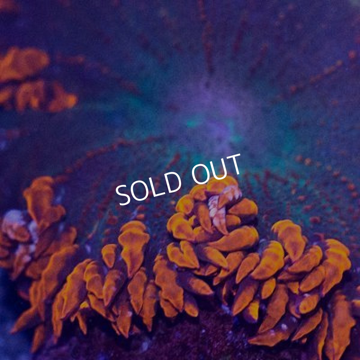 画像2: フラワーロックアネモネ No.1 (2)