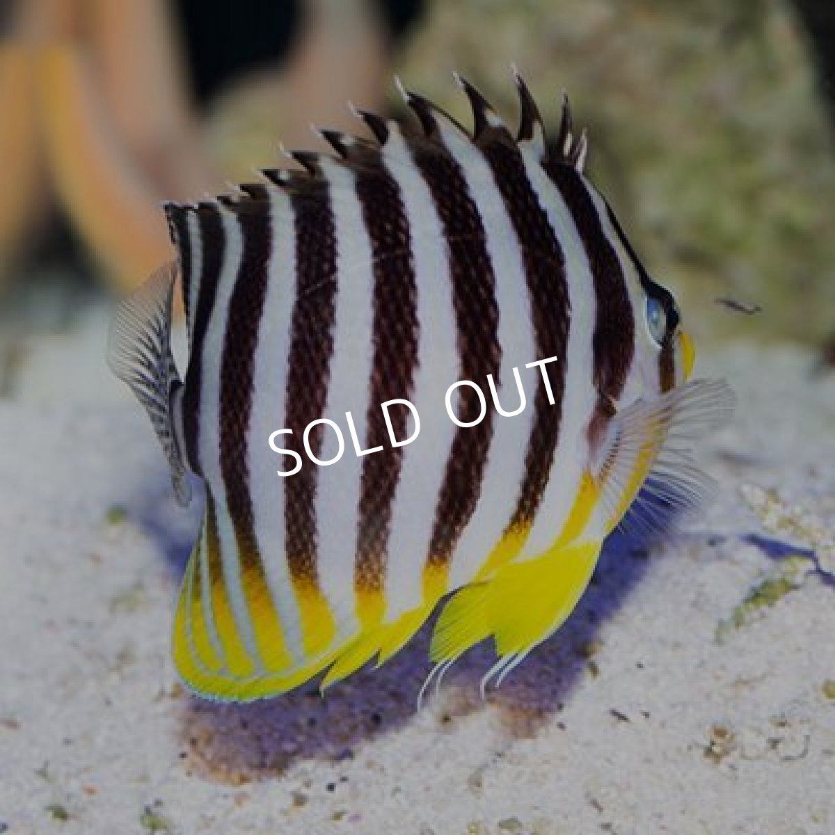 画像2: シマヤッコ M No.2 (2)