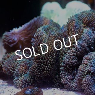 貝。サンゴ Amazon.co.jp: YQBOOM サンゴ水族館 装飾 樹脂 ロックマウンテン