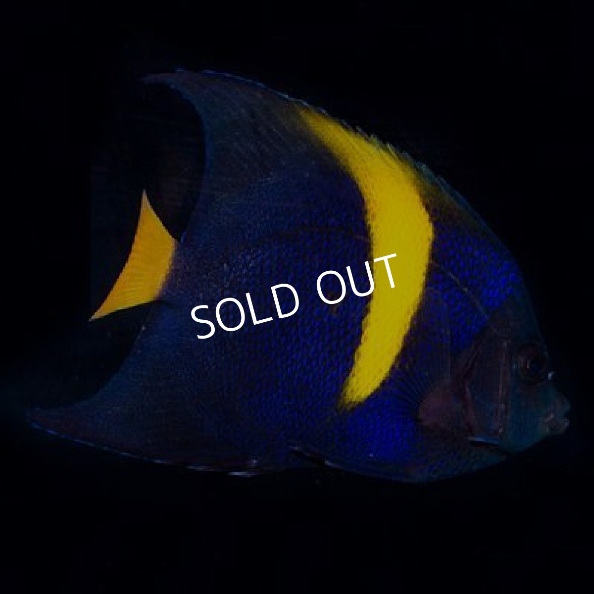 画像1: ■ＳＡＬＥ２０％ＯＦＦ■紅海　アラビアンエンゼル（アズファー）M (1)