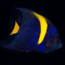 画像1: ■ＳＡＬＥ２０％ＯＦＦ■紅海　アラビアンエンゼル（アズファー）M (1)