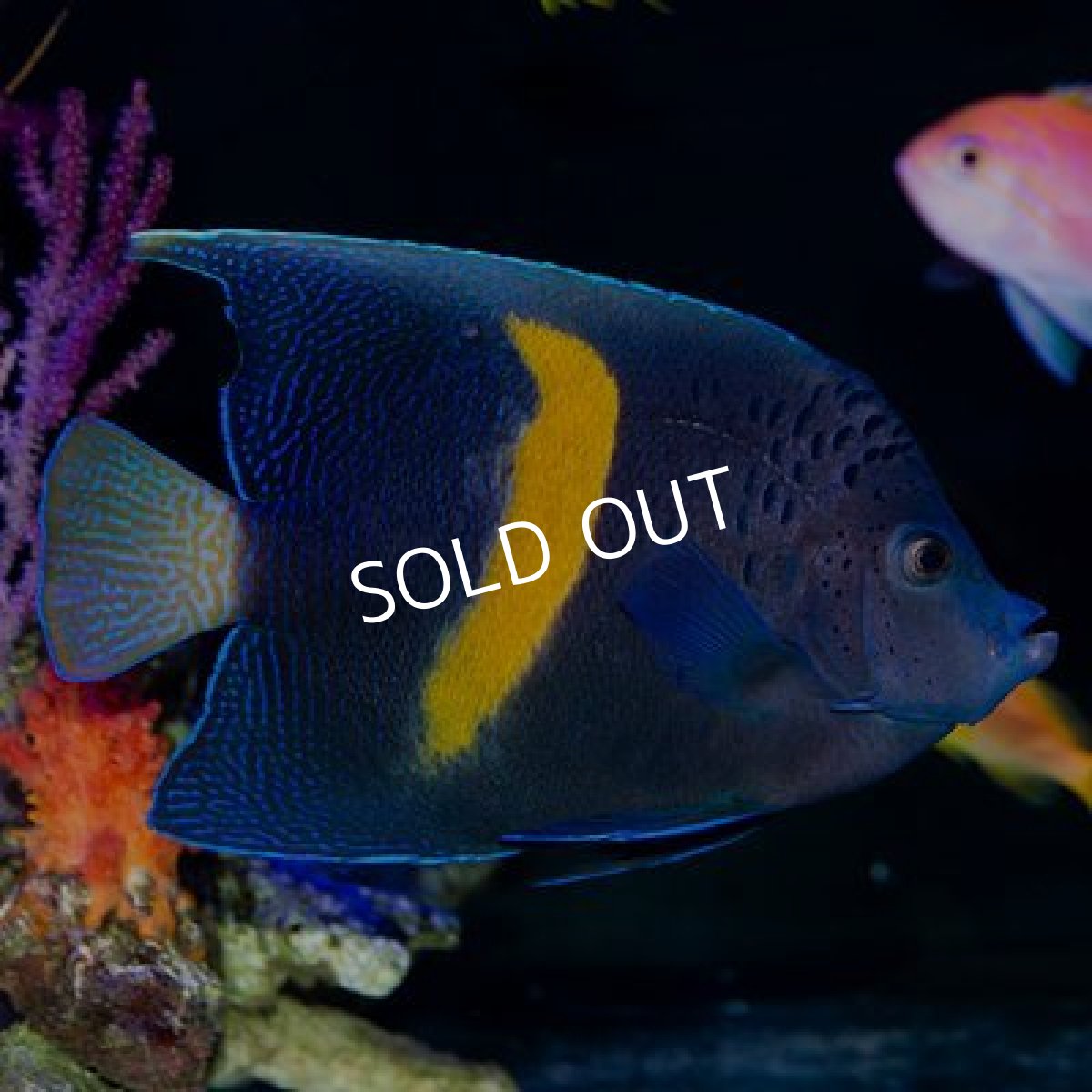 画像2: ■SALE20%OFF■紅海 ハーフムーンエンゼル(マクロスス) L (2)