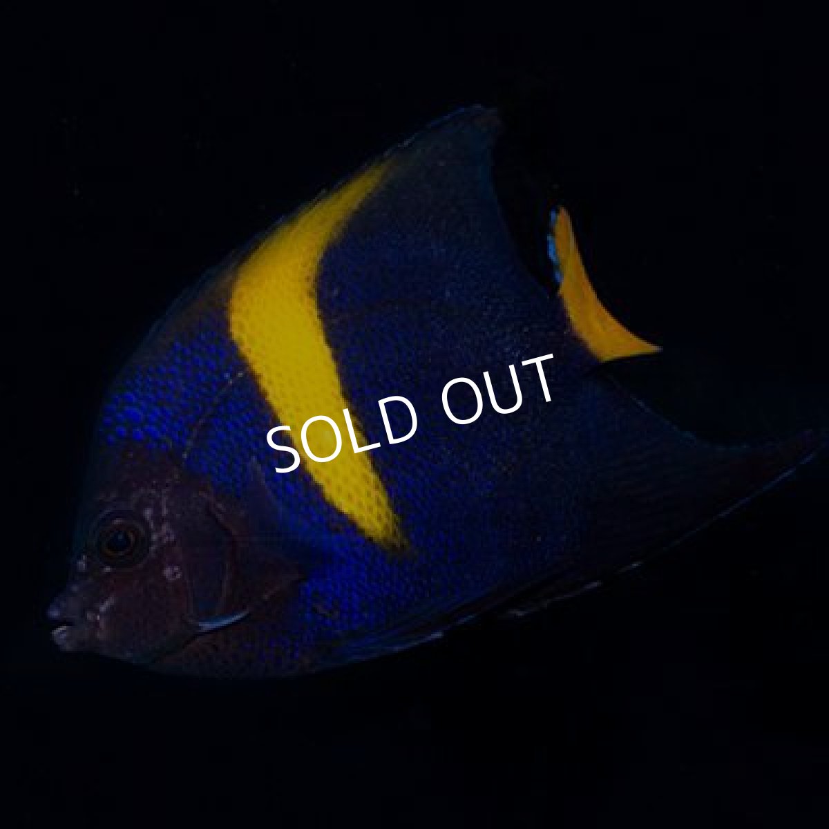 画像2: ■ＳＡＬＥ２０％ＯＦＦ■紅海　アラビアンエンゼル（アズファー）M (2)