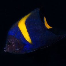 画像2: ■ＳＡＬＥ２０％ＯＦＦ■紅海　アラビアンエンゼル（アズファー）M (2)