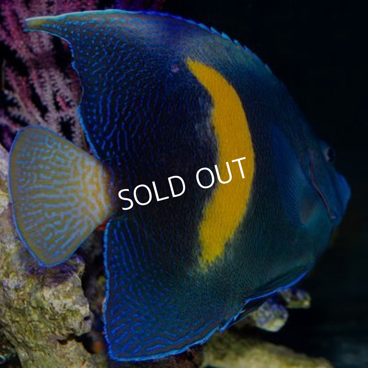 画像3: ■SALE20%OFF■紅海 ハーフムーンエンゼル(マクロスス) L (3)