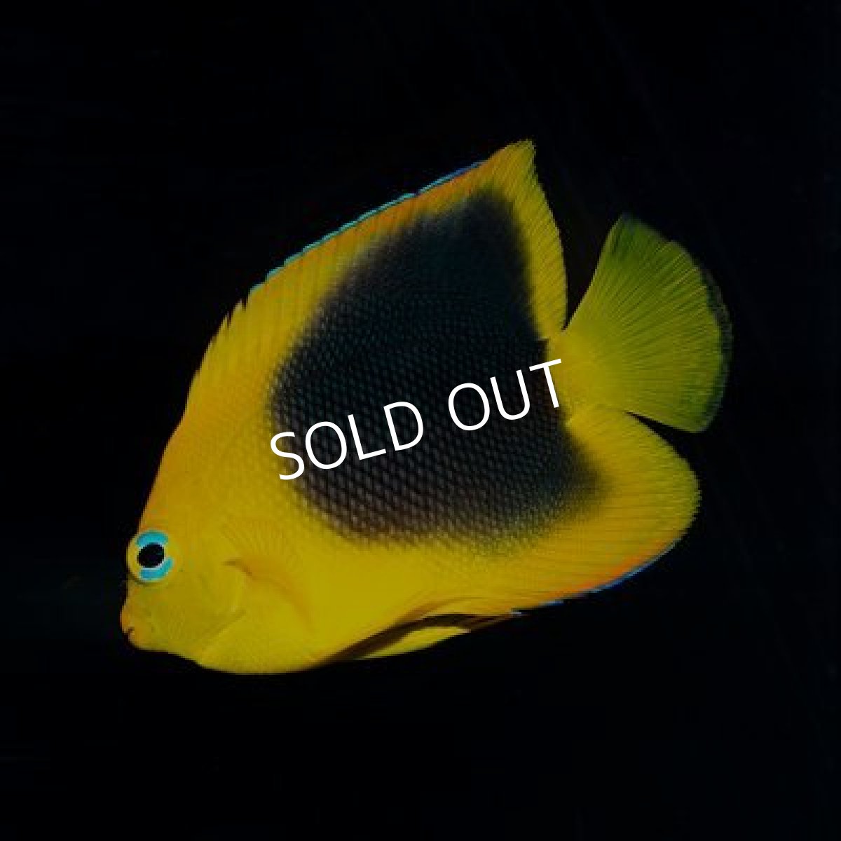 画像2: カリブ　ロックビューティ　SM  (2)